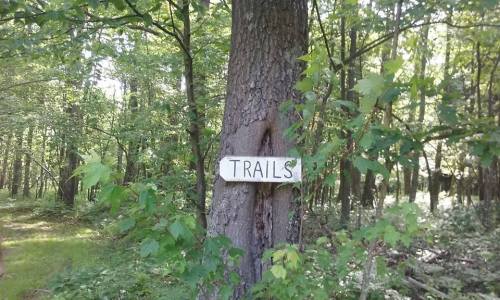 A wooden sign reading "TRAILS" attached to a tree in a lush, green forest.