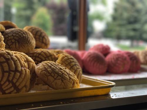 A tray of freshly baked conchas, featuring golden and pink varieties, displayed in a bright bakery setting.