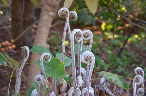 Close-up of curled fern fronds with a soft, fuzzy texture, surrounded by green foliage in a natural setting.