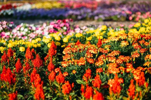 A vibrant flower garden featuring clusters of red, yellow, and purple blooms in full sunlight.