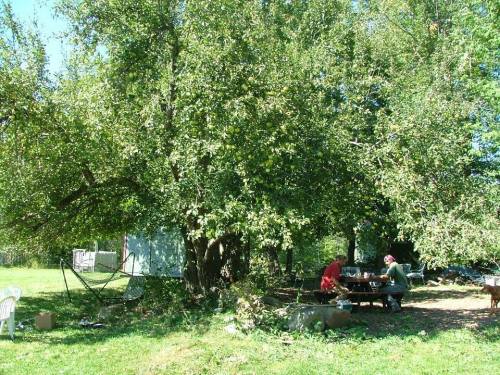 A sunny outdoor scene with two people sitting at a table under a large tree, surrounded by greenery and a hammock.