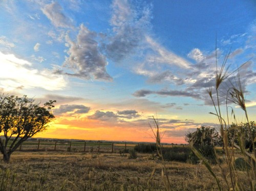 A vibrant sunset over a field, with scattered clouds and silhouettes of trees in the foreground.