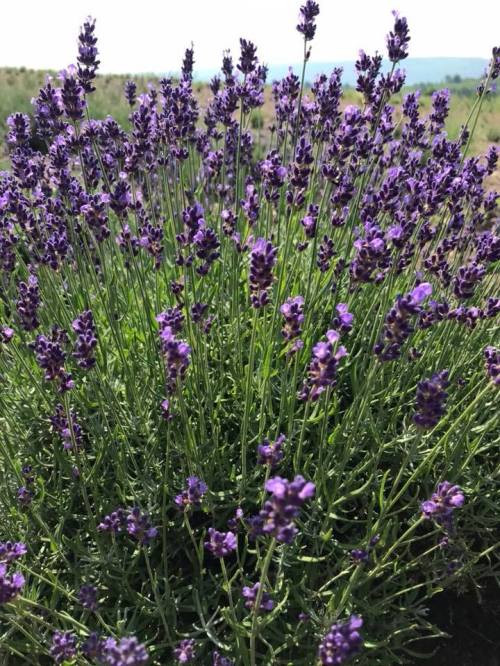 A close-up of vibrant purple lavender flowers blooming in a lush green field under a clear sky.