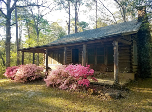 A rustic log cabin surrounded by vibrant pink azaleas and tall trees in a serene outdoor setting.