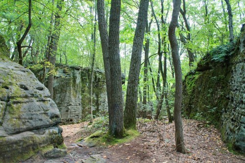 A serene forest scene with tall trees and moss-covered rocks, surrounded by lush green foliage.