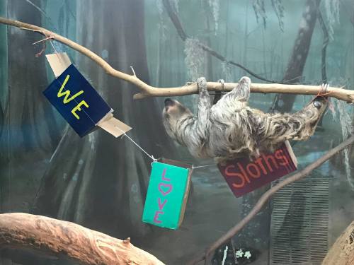 A sloth hangs upside down from a branch, with colorful signs reading "WE" and "LOVE" next to it, celebrating sloths.