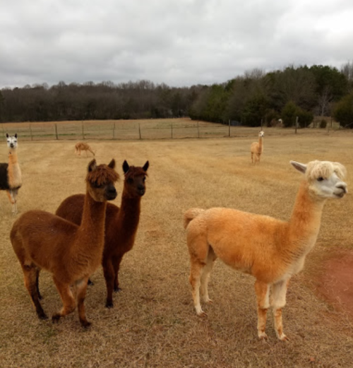 A group of llamas and alpacas standing in a grassy field under a cloudy sky.