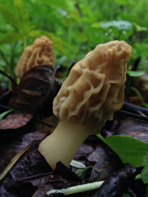 Close-up of morel mushrooms emerging from the forest floor, surrounded by green leaves and fallen leaves.