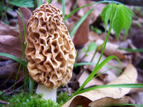 A close-up of a morel mushroom with a honeycomb texture, surrounded by green grass and fallen leaves.