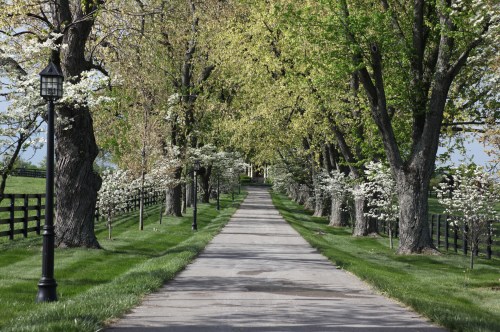 A scenic tree-lined driveway with flowering dogwoods and lush greenery, leading to a distant building.