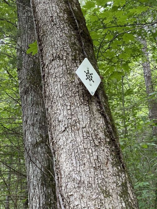 A white diamond-shaped sign with a black symbol attached to a tree in a lush green forest.