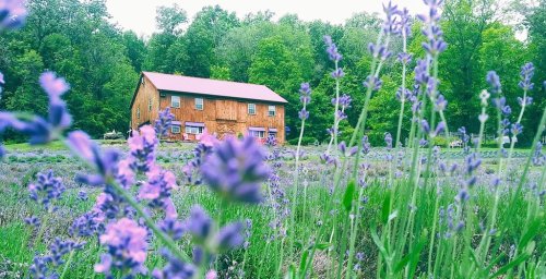 A wooden cabin surrounded by lush greenery and blooming lavender fields under a cloudy sky.