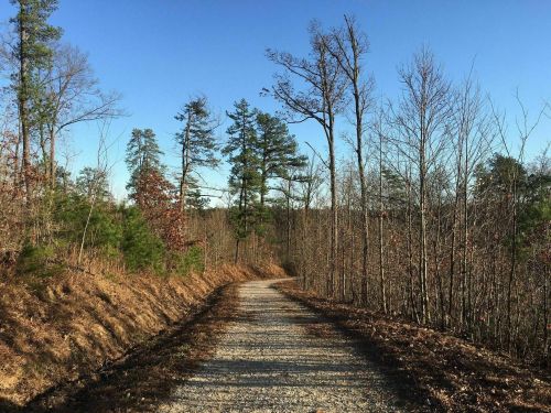 A gravel path winds through a forest with sparse trees under a clear blue sky.