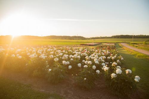 A sunlit field of blooming peonies with a dirt road and green hills in the background.