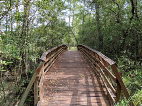 A wooden bridge spans a lush, green forest, surrounded by trees and foliage.