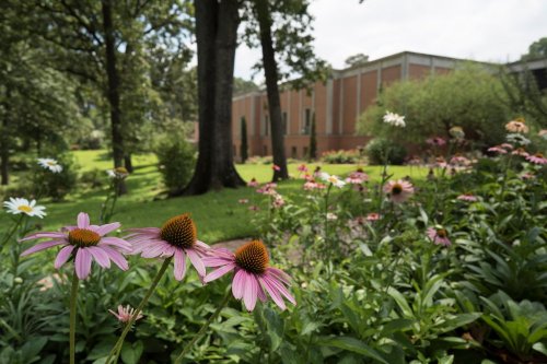 A garden filled with pink flowers in the foreground, with a building and trees in the background on a sunny day.