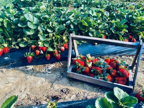 A wooden crate filled with fresh strawberries among lush green strawberry plants in a field.