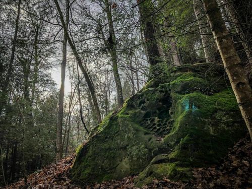 A moss-covered rock in a forest, surrounded by trees and fallen leaves, with soft sunlight filtering through the branches.