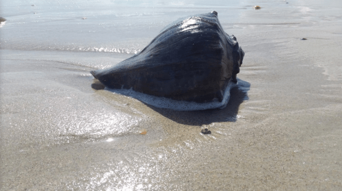A large, dark shell rests on wet sand, with gentle waves lapping around it under bright sunlight.