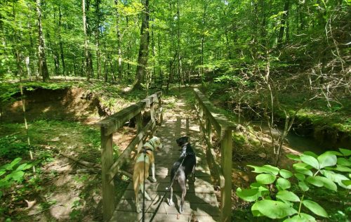 Two dogs walk across a wooden bridge in a lush green forest, surrounded by trees and sunlight.