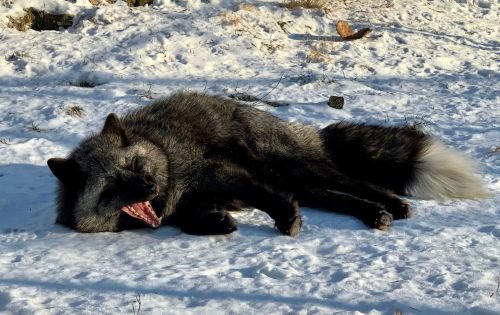 A black fox lies on snow, yawning with its eyes closed, surrounded by a winter landscape.