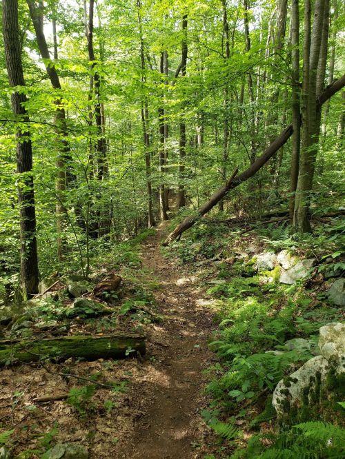 A narrow dirt path winds through a lush green forest, surrounded by trees and rocks. Sunlight filters through the leaves.