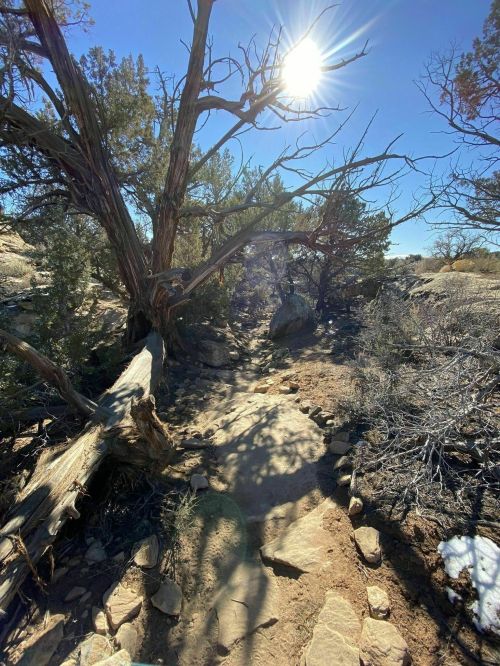 A sunlit trail winding through a rocky landscape with sparse trees and dry vegetation.