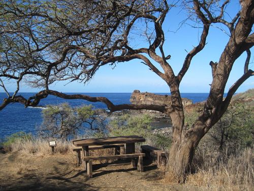 A wooden picnic table under a tree overlooking the ocean, with rocky cliffs in the distance and clear blue skies.