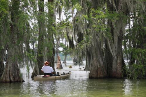 A person in a kayak paddles through a serene, moss-draped cypress swamp.