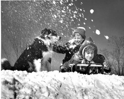 Two children play in the snow with a dog, one sledding down a hill while the other throws snow.
