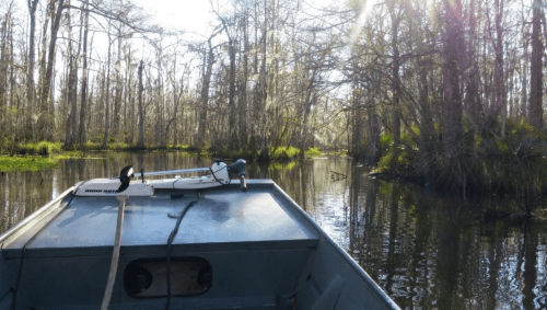 A view from a boat on a calm, tree-lined waterway with sunlight filtering through the trees.