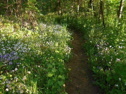 A narrow dirt path surrounded by vibrant wildflowers and lush greenery in a serene forest setting.