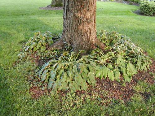 A tree trunk surrounded by lush green plants and grass, with fallen leaves scattered on the ground.
