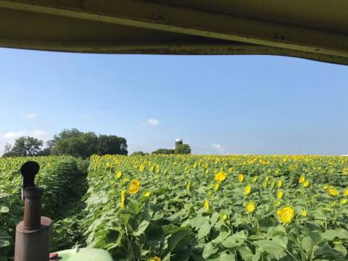 View from a tractor showing a field of sunflowers under a clear blue sky, with a distant silo in the background.