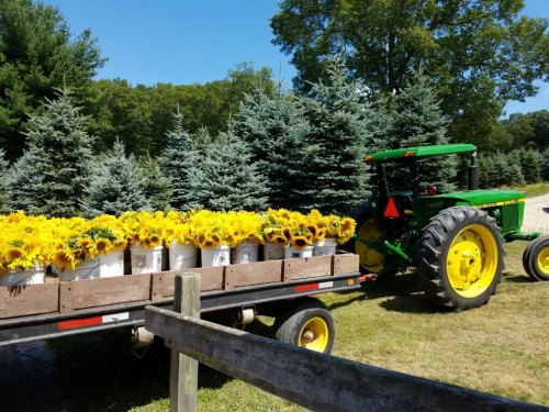 A green tractor pulls a trailer filled with buckets of bright yellow sunflowers, surrounded by tall evergreen trees.