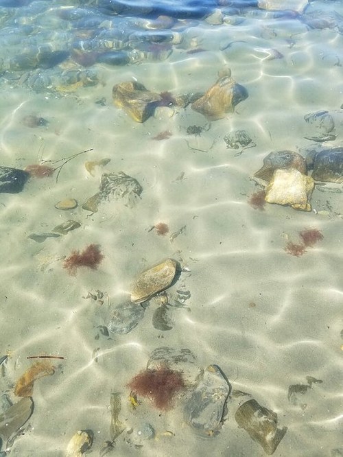 Clear water over sandy bottom with scattered rocks and red seaweed visible beneath the surface.
