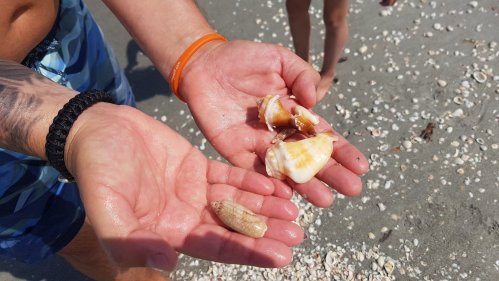 A person holds two seashells and a small shell in their hands, with a sandy beach in the background.
