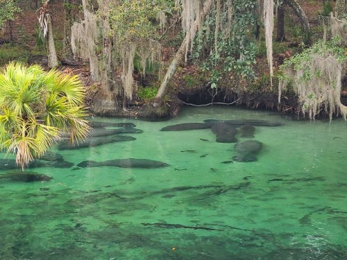 A serene water scene with several manatees swimming in clear, greenish water surrounded by trees and Spanish moss.