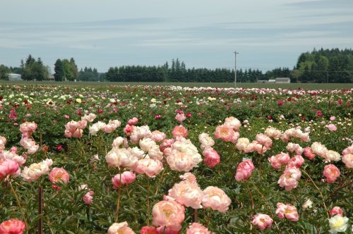 A vibrant field of blooming peonies in various shades of pink, with a backdrop of trees and a cloudy sky.