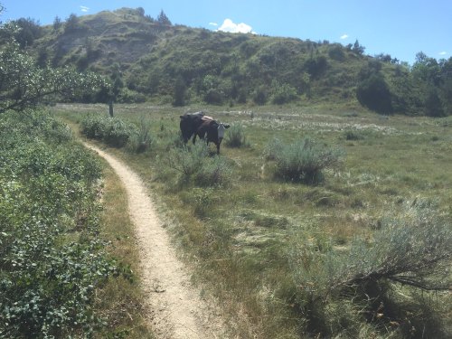 A cow grazes in a grassy field beside a dirt path, with hills and trees in the background under a clear blue sky.