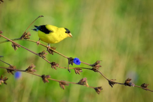 A vibrant yellow bird perched on a branch with blue flowers against a blurred green background.