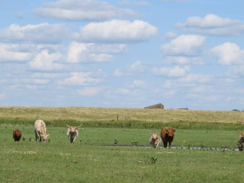 A group of cows grazing in a green field under a blue sky with fluffy clouds. A barn is visible in the background.