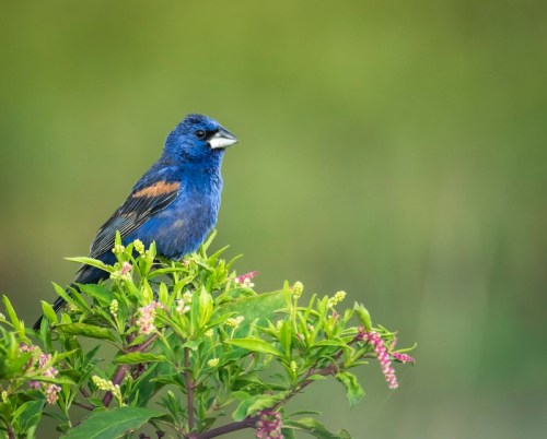 A vibrant blue bird perched on green foliage with pink flowers, set against a blurred green background.