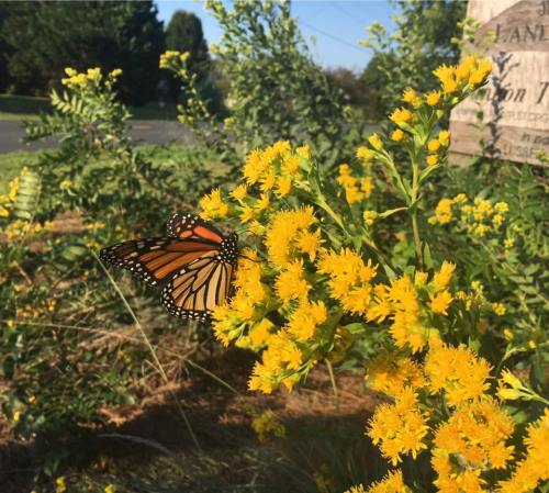 A monarch butterfly perched on vibrant yellow flowers in a sunny garden setting.