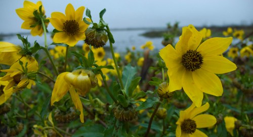 A close-up of vibrant yellow flowers with green leaves, set against a misty background near a body of water.