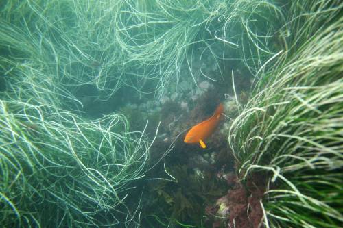An orange fish swims among lush underwater vegetation and sea grass in a vibrant marine environment.