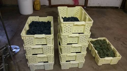Baskets of freshly harvested grapes stacked in a storage area, with dark and green grapes visible.