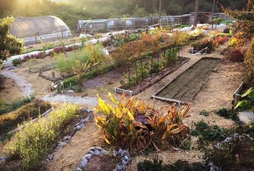 A sunlit garden with pathways, rows of plants, and a variety of colorful flowers in a serene outdoor setting.
