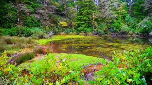 Lush green wetland with mossy areas, surrounded by trees and colorful vegetation under a clear sky.