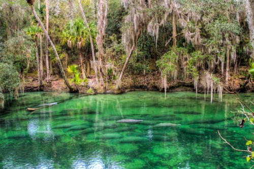 A serene, clear river surrounded by lush greenery and hanging moss, with manatees visible beneath the water's surface.
